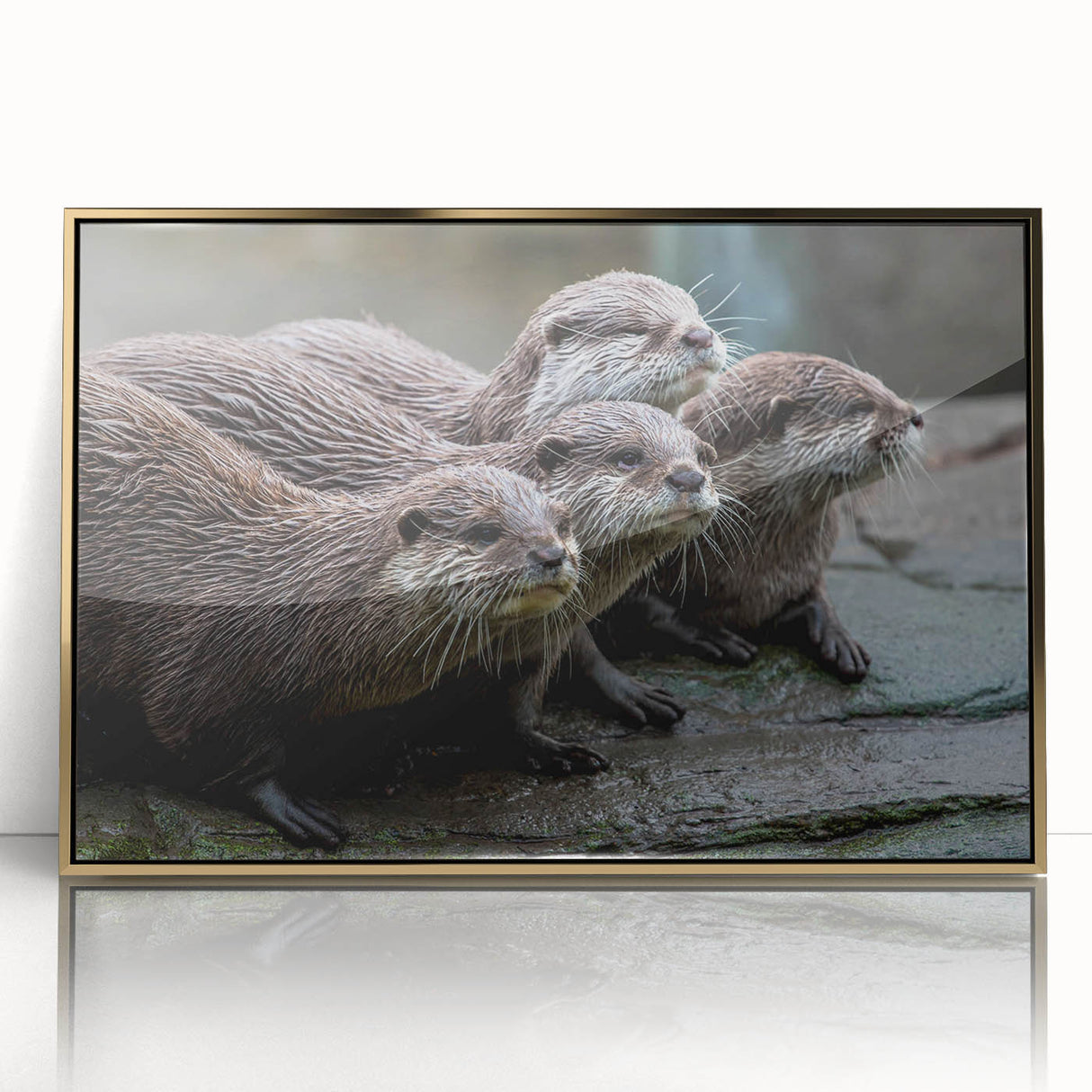 Framed wall art showcasing a vibrant sea otter design, featuring gold accents and a sleek acrylic front, ideal for marine life enthusiasts and home decor.