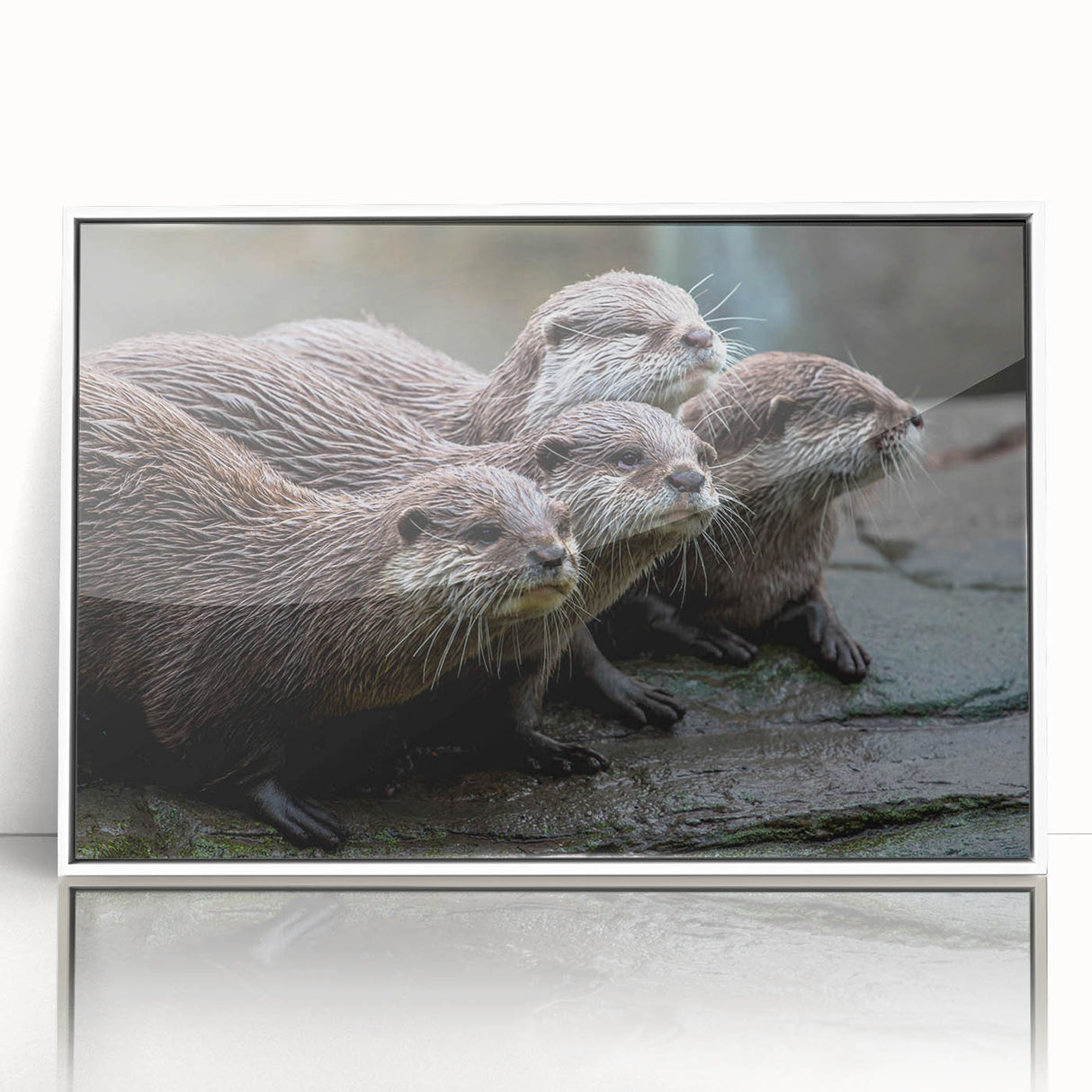 Framed acrylic wall art showcasing a playful sea otter design, set against a white background, perfect for marine life enthusiasts and home decor.