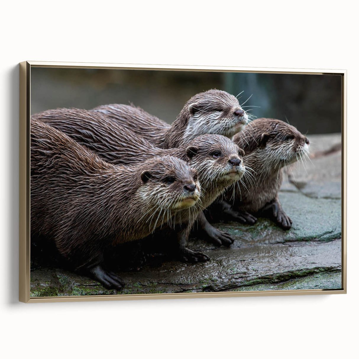 Framed canvas wall art featuring a vibrant sea otter design, showcasing marine life in intricate detail, with a gold frame adding elegance, perfect for ocean-themed decor.