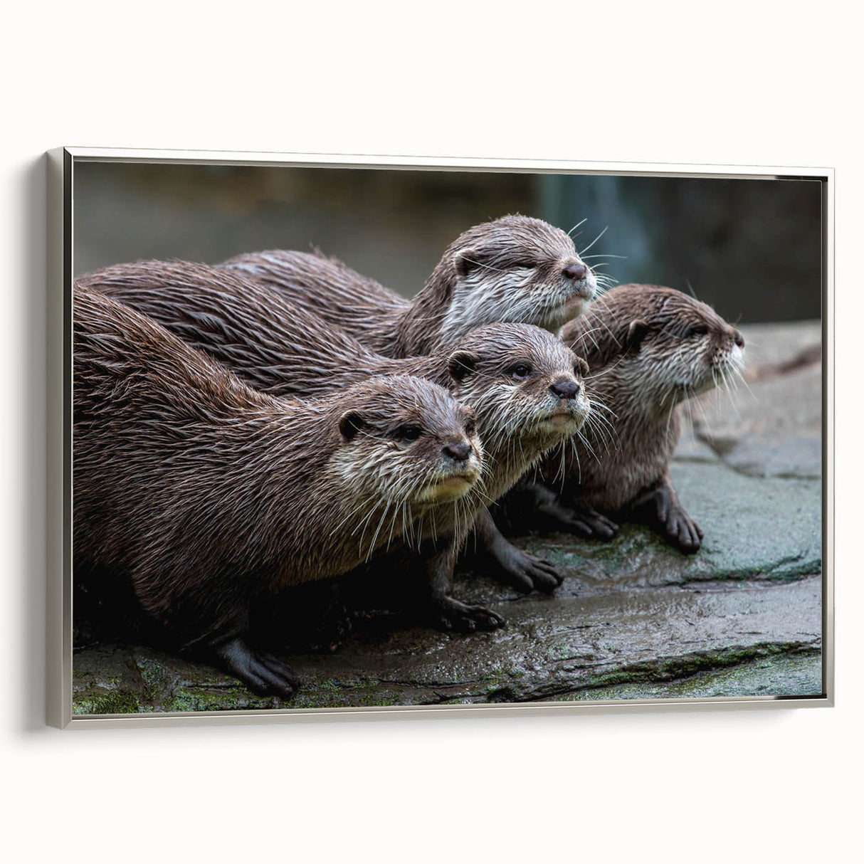 Framed wall art featuring a captivating sea otter design, showcasing intricate marine life details in vibrant colors on a silver background, perfect for nature lovers.