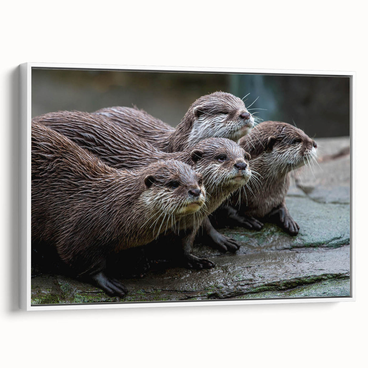 Framed canvas wall art depicting a playful sea otter surrounded by marine life, showcasing vibrant colors and a white frame, perfect for ocean-themed decor.