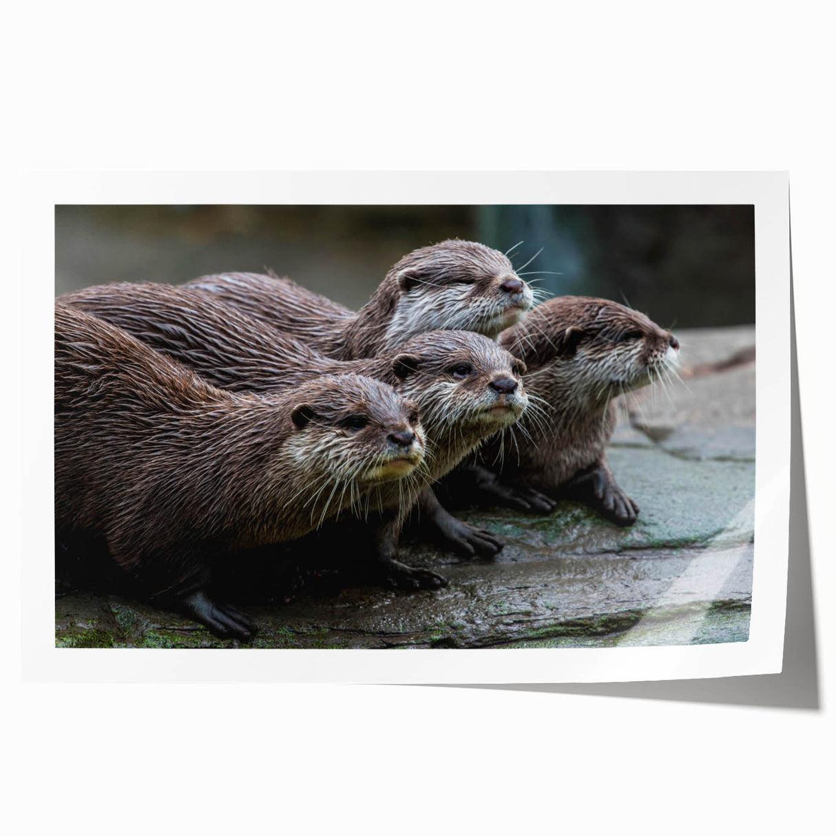 Charming wall art print featuring a playful sea otter surrounded by vibrant marine life, showcasing intricate details and colors, perfect for ocean-themed decor.