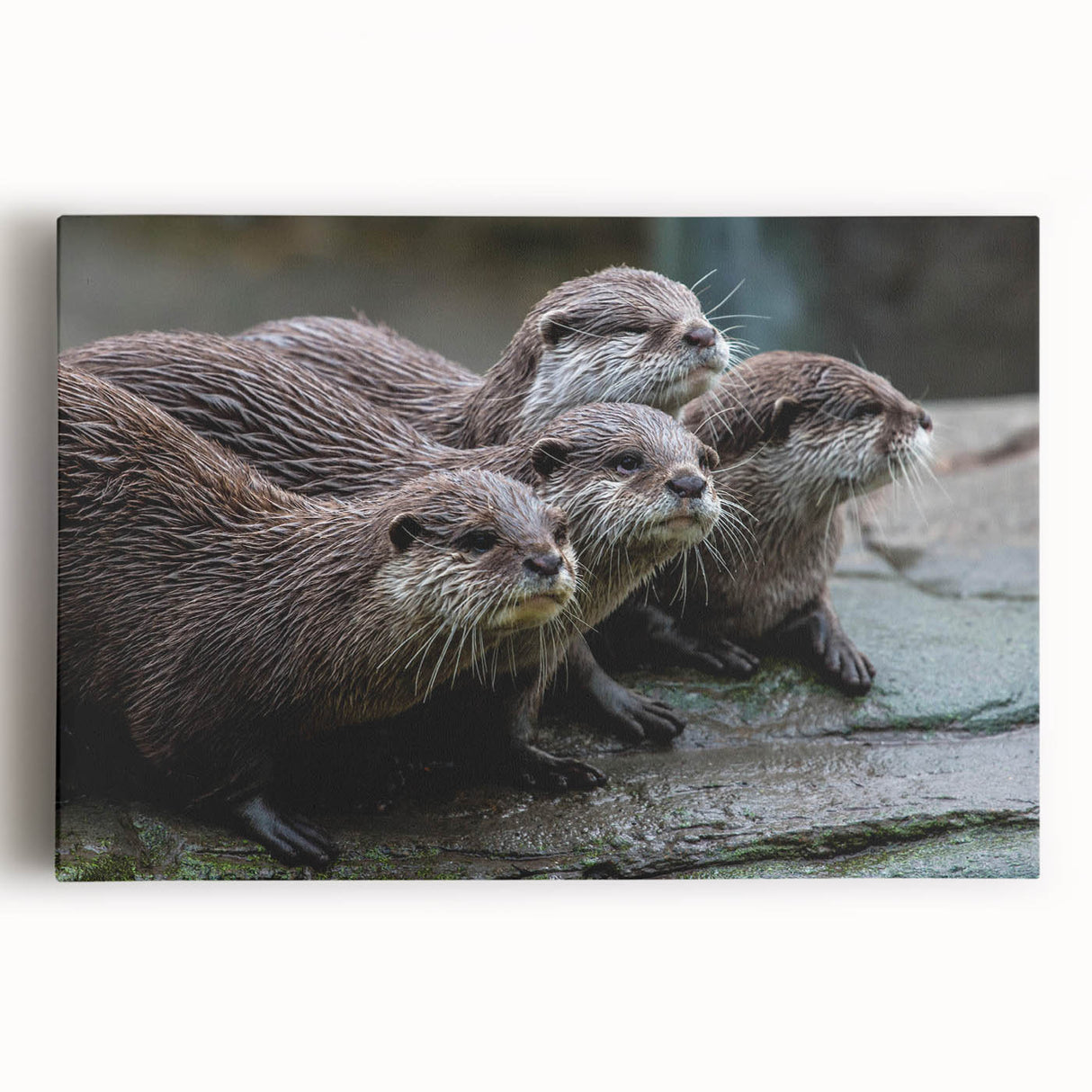 Colorful stretched canvas wall art featuring a playful sea otter design, showcasing vibrant marine life elements on a textured surface, ideal for ocean-themed decor.