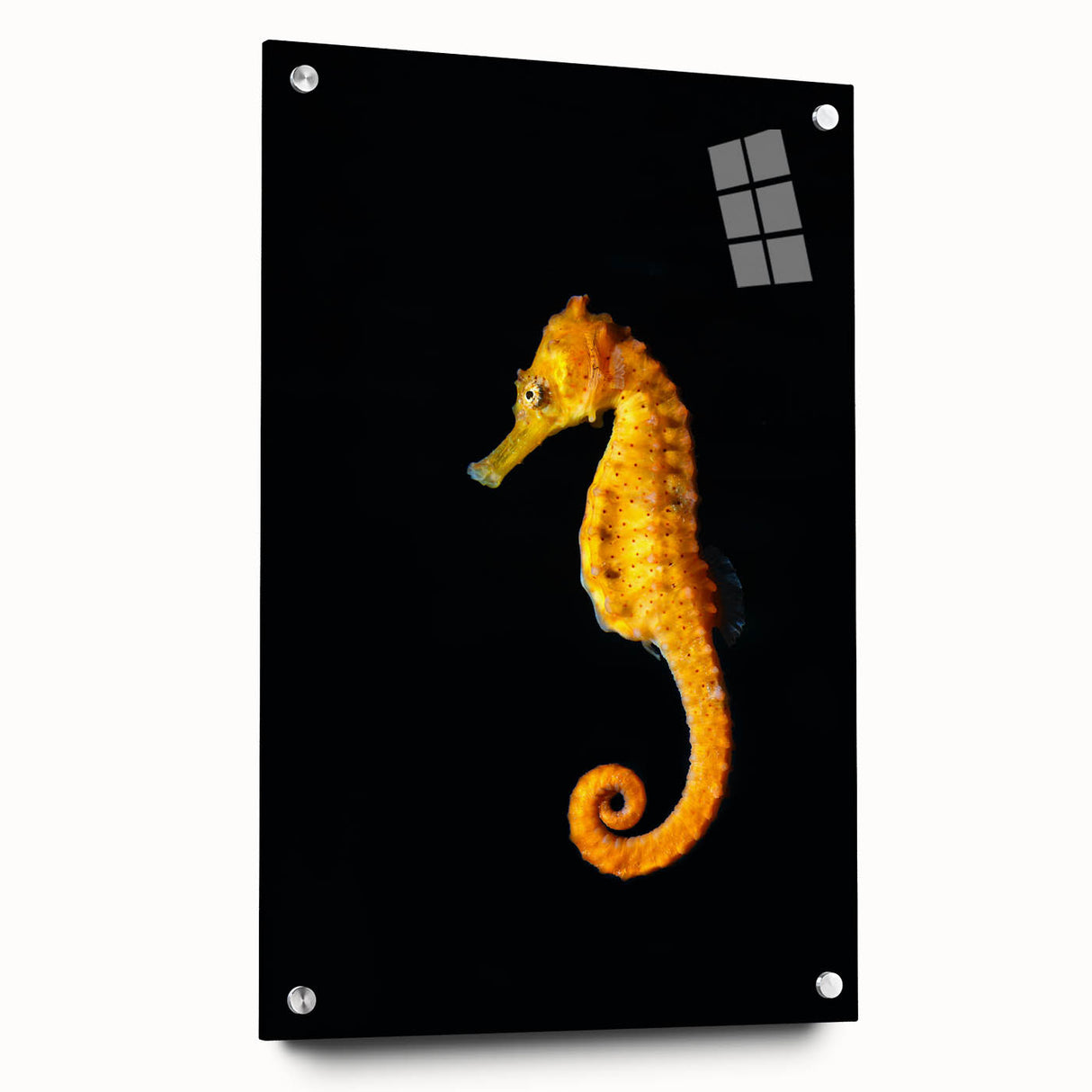 Close-up of a marine life-themed wall art collection showcasing a vibrant seahorse design, displayed in a sleek acrylic glass frame, highlighting intricate details with decorative pins. Perfect for ocean lovers and home decor enthusiasts.