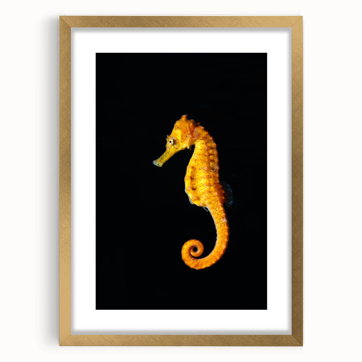 Elegant wall art featuring a gold-framed seahorse design, showcasing intricate marine life details and vibrant colors, perfect for ocean-themed home decor.