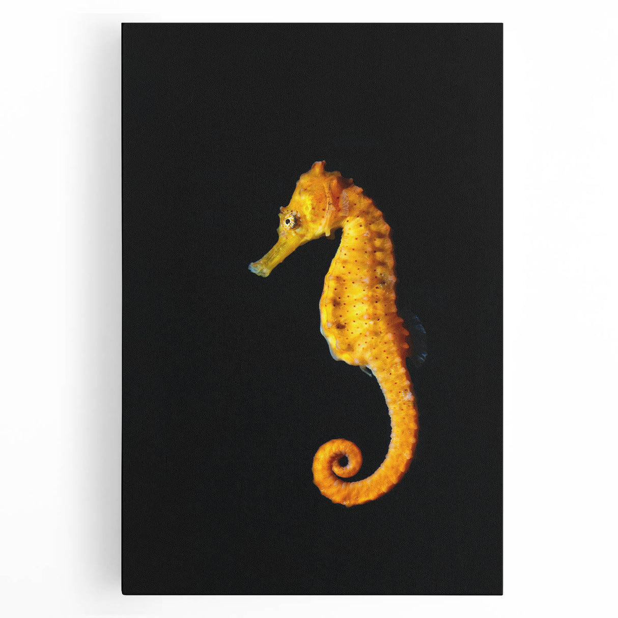Stretched canvas wall art featuring a vibrant marine life design of a seahorse, showcasing intricate details and vivid colors, perfect for ocean-themed decor.