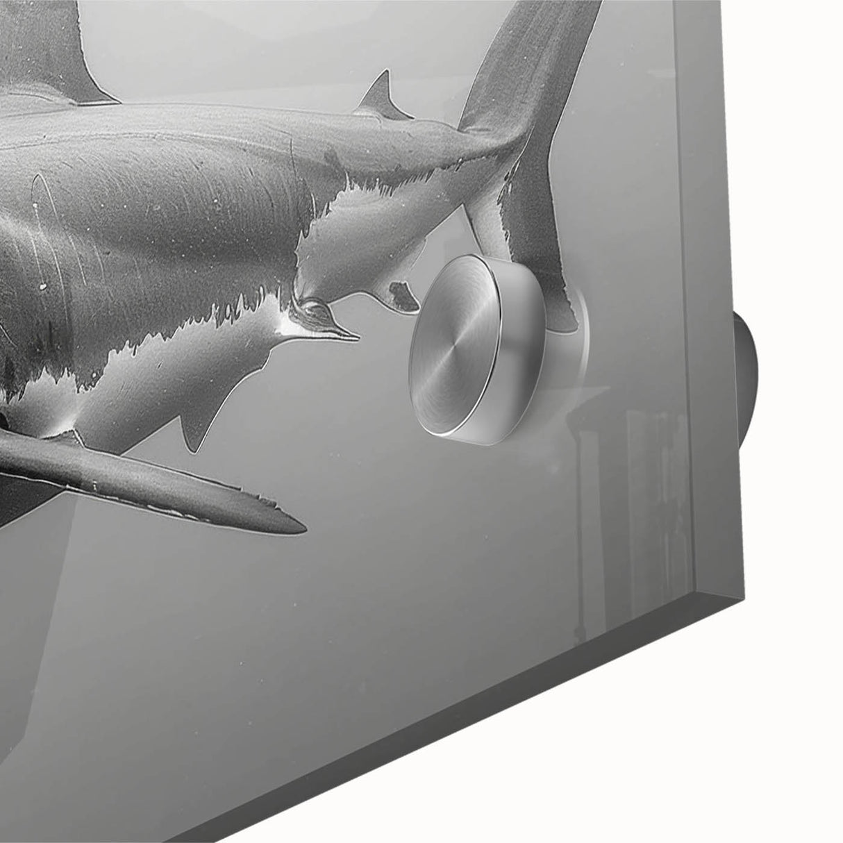 Close-up of a vibrant marine life wall art design showcasing a detailed shark illustration on acrylic glass, perfect for ocean-themed decor in modern interiors.