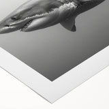 Vibrant rolled canvas wall art showcasing a striking shark design, perfect for marine life enthusiasts, featuring rich colors and intricate details. Ideal for ocean-themed decor.