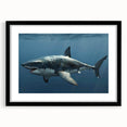 Framed wall art collection showcasing a marine life shark design with a sleek black frame and mat, perfect for ocean-themed decor. Ideal for enhancing coastal spaces.