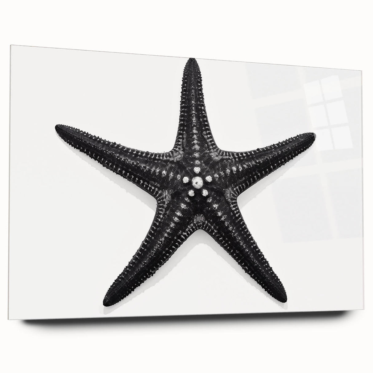 Vibrant starfish wall art design printed on acrylic glass, showcasing marine life in vivid colors with a sleek side view, perfect for ocean-themed decor.