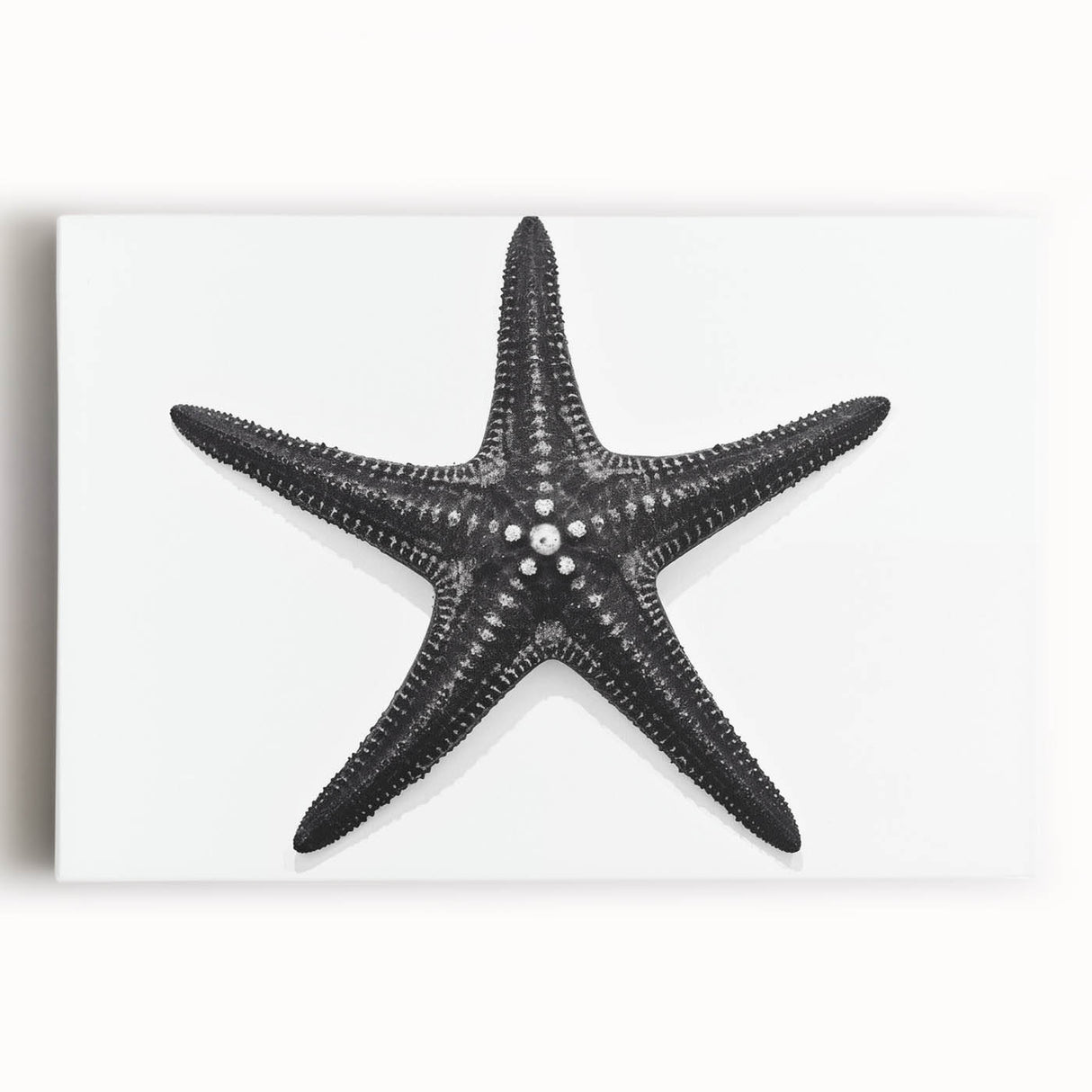 Vibrant stretched canvas wall art featuring a starfish design, showcasing intricate marine life details in bright colors, ideal for coastal-themed decor.