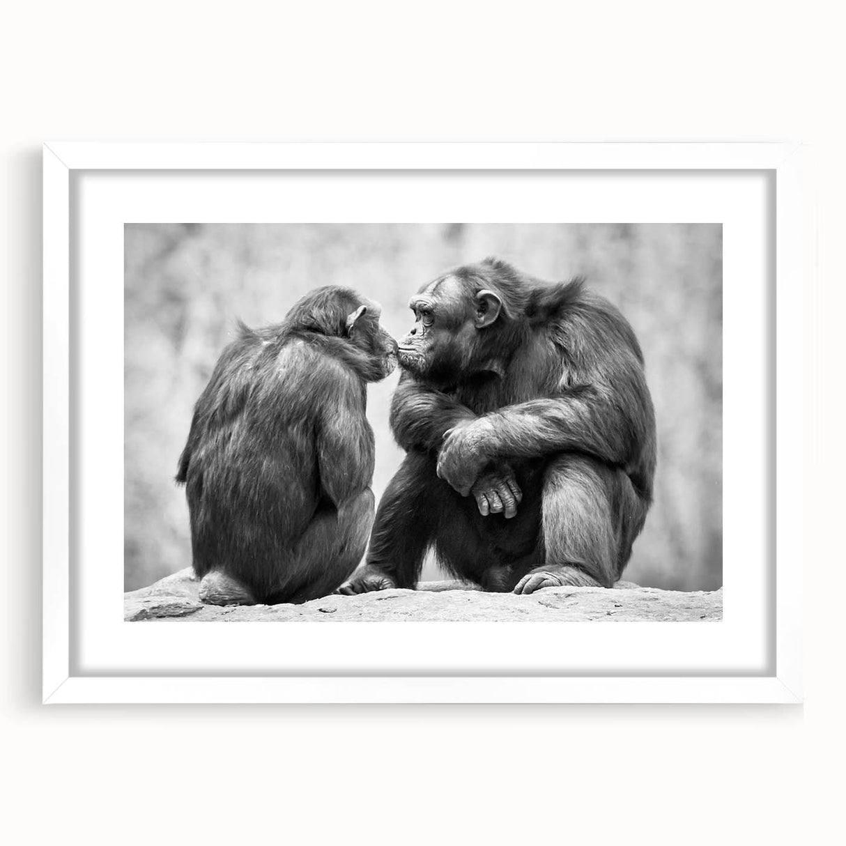 Chimpanzee wall art design featuring a playful monkey and ape illustration in a sleek white frame with mat, perfect for adding a modern touch to any decor.
