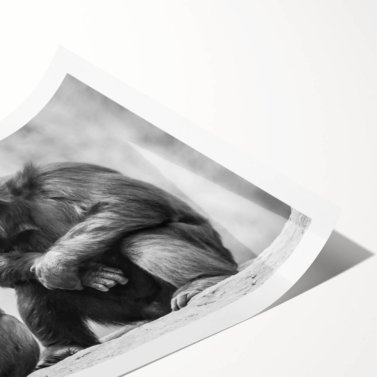 Vibrant wall art print featuring a playful monkey and chimpanzee design, showcasing rich colors and intricate details, perfect for animal-themed decor.