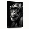 Acrylic glass wall art design featuring a playful monkey and ape chimpanzee theme, showcased from a side view with visible mounting pins, perfect for animal lovers.