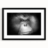 Black-framed wall art featuring a vibrant orangutan design, showcasing intricate details and colors, perfect for jungle-themed decor or wildlife enthusiasts.