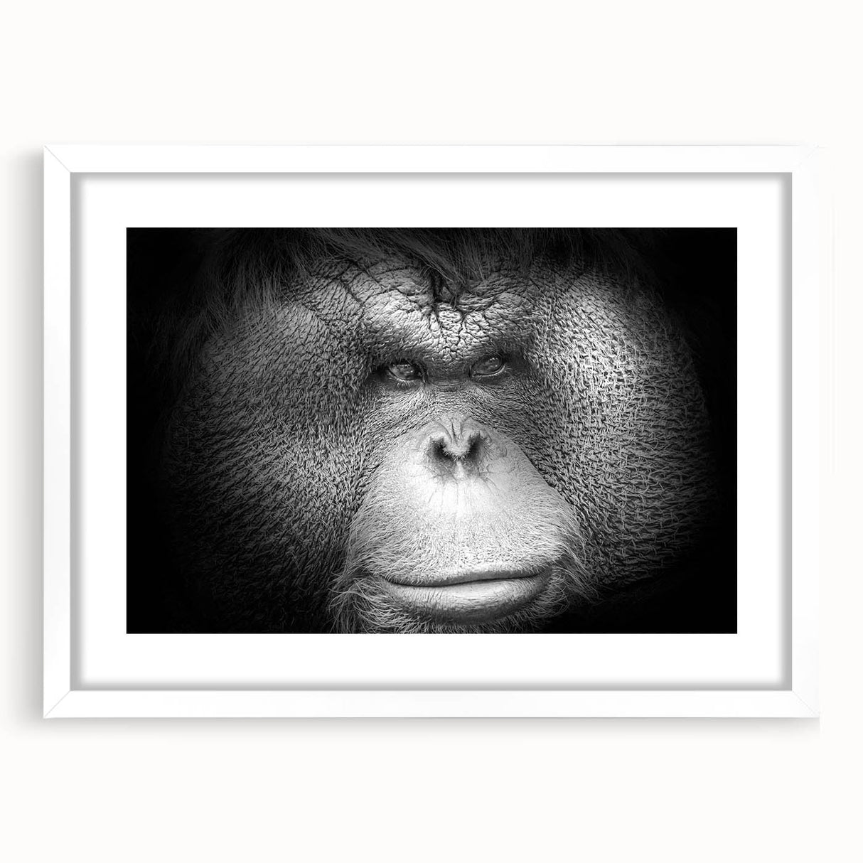 Framed wall art featuring a vibrant orangutan design, showcasing rich colors and intricate details, set against a white mat for a modern aesthetic. Ideal for animal lovers and home decor enthusiasts.