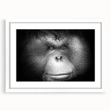 Framed wall art featuring a vibrant orangutan design, showcasing rich colors and intricate details, set against a white mat for a modern aesthetic. Ideal for animal lovers and home decor enthusiasts.