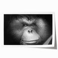 Vibrant orangutan-themed wall art print featuring detailed illustrations of monkeys and apes, ideal for animal lovers and nature-themed decor. Perfect for adding a playful touch to any living space.