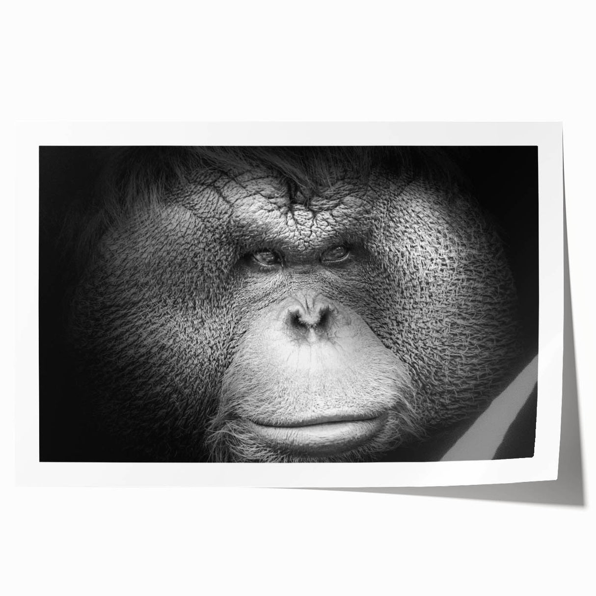 Vibrant orangutan-themed wall art print featuring detailed illustrations of monkeys and apes, ideal for animal lovers and nature-themed decor. Perfect for adding a playful touch to any living space.