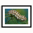 Extra large abstract art print of colorful, textured birds, in a black frame with mat, ideal for living room decor.