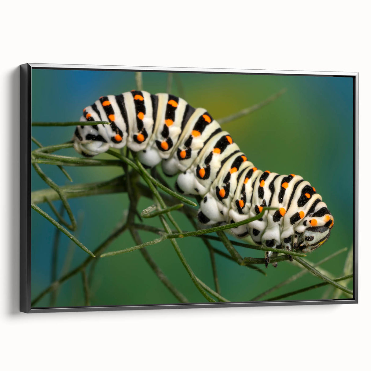 Black and white wall art featuring a detailed bird design on a framed canvas, ideal for bedroom ambiance.