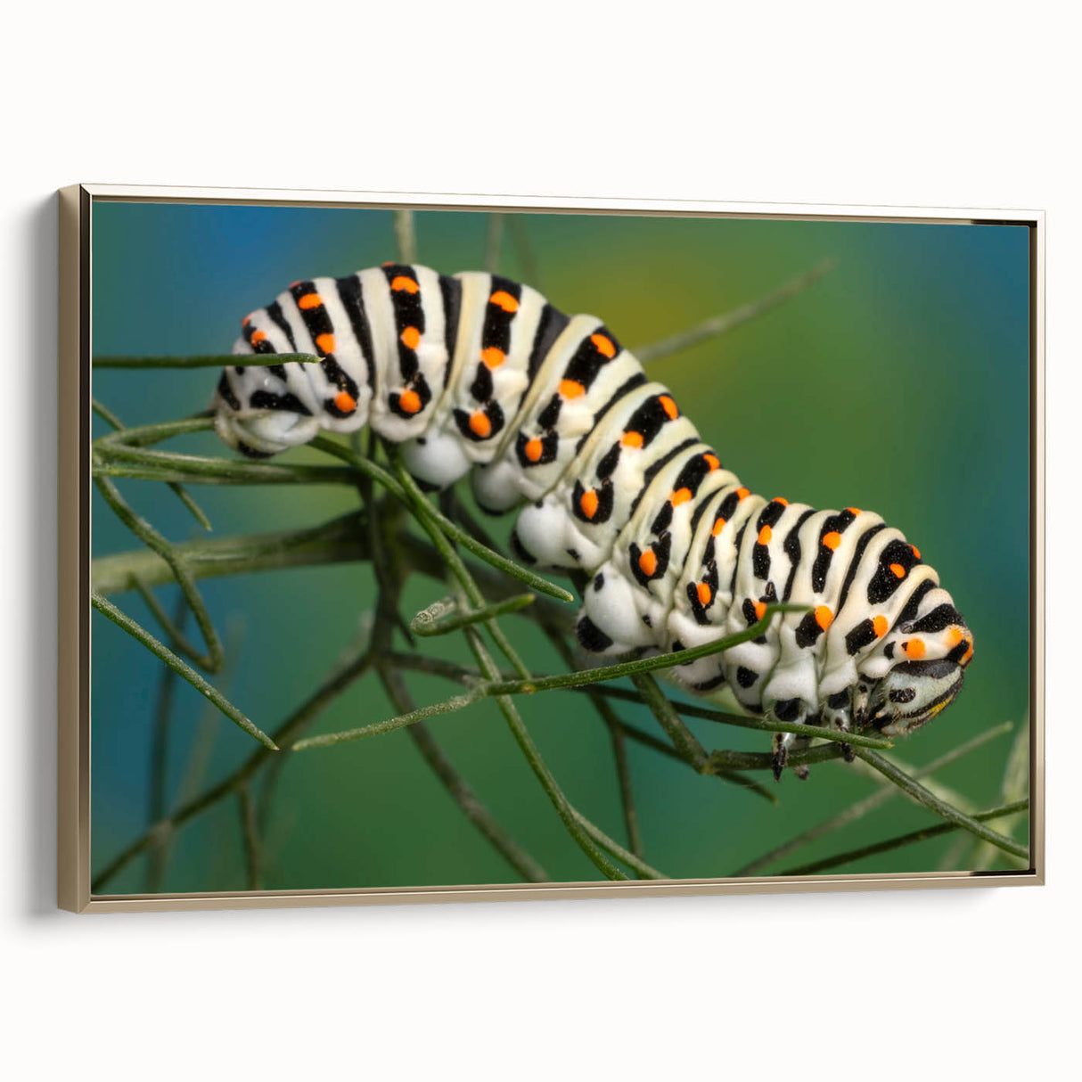 Framed canvas featuring a close-up of a bird in black and gold tones, ideal for bedroom wall art.