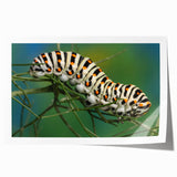 Rolled print of a close-up bird design in soft pastel shades, ideal for art wall dining room or classy bathroom wall art.