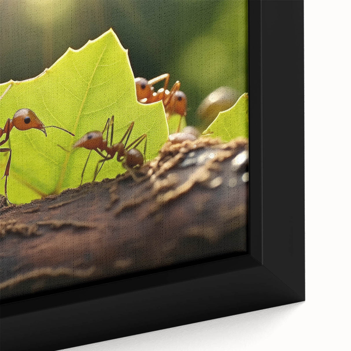 Close-up of a colorful bird on black textured canvas, ideal for extra large living room wall art.