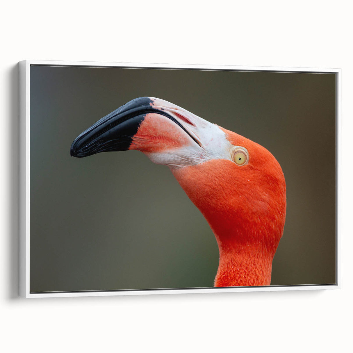 Vintage poster art of colorful birds on a black background, framed canvas, ideal for living room decor.