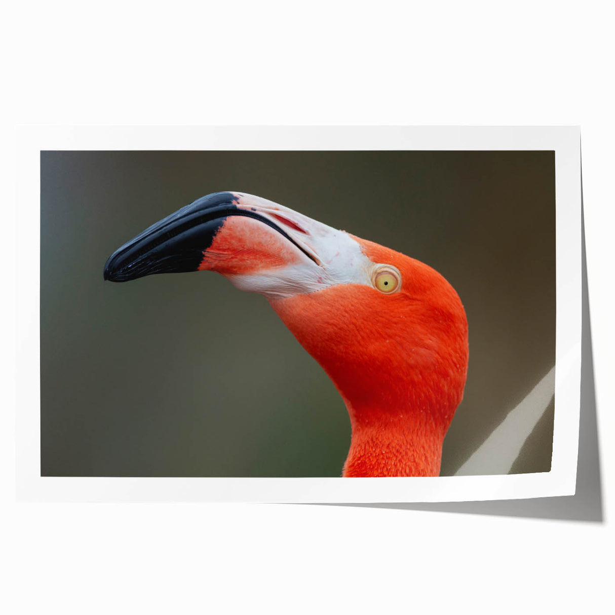 Close-up of a bird perched on a branch, in muted earth tones on a rolled print, suitable for dining room or bathroom decor.