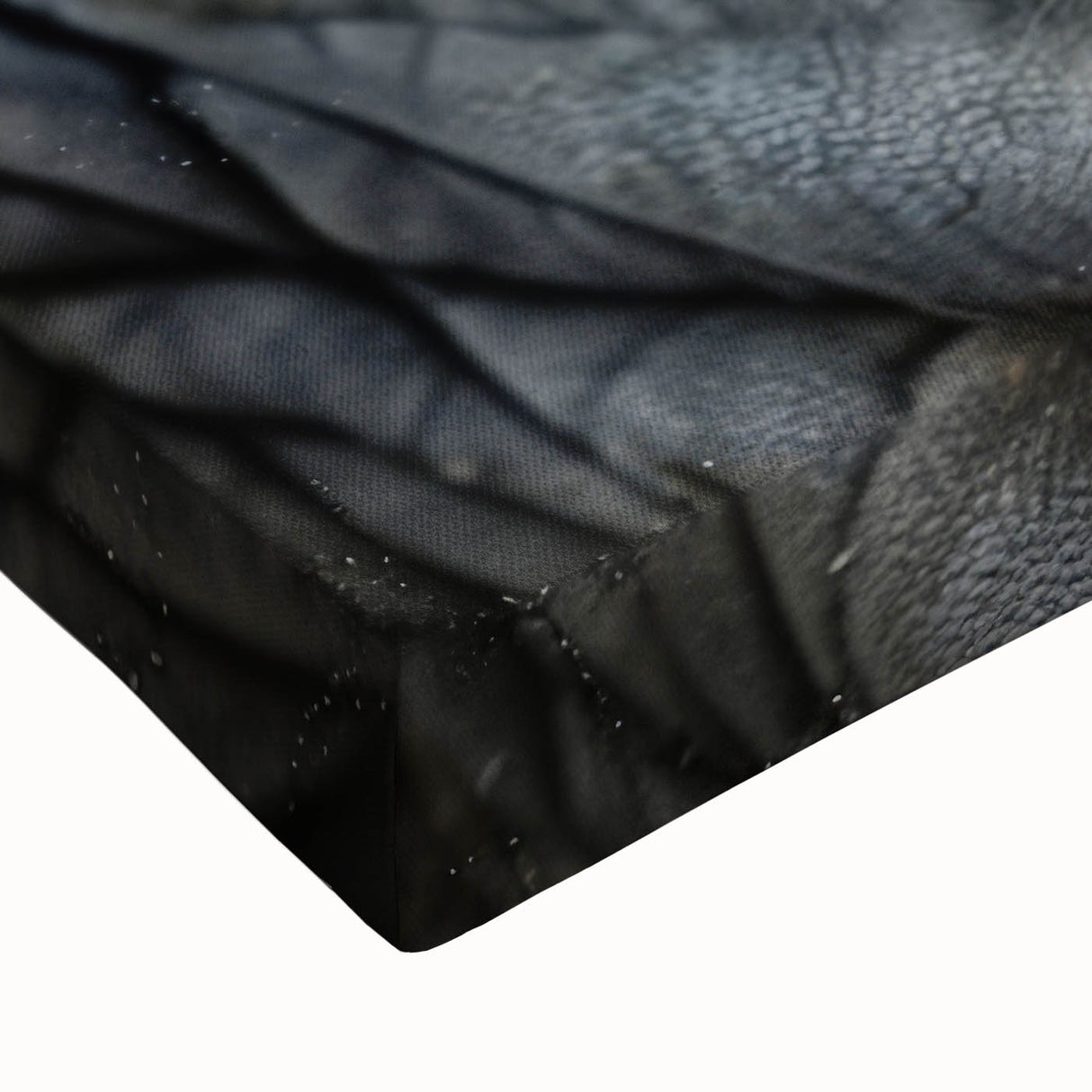Close-up black and white photo of a bird on canvas, ideal for bedroom wall art with a minimalist landscape theme.