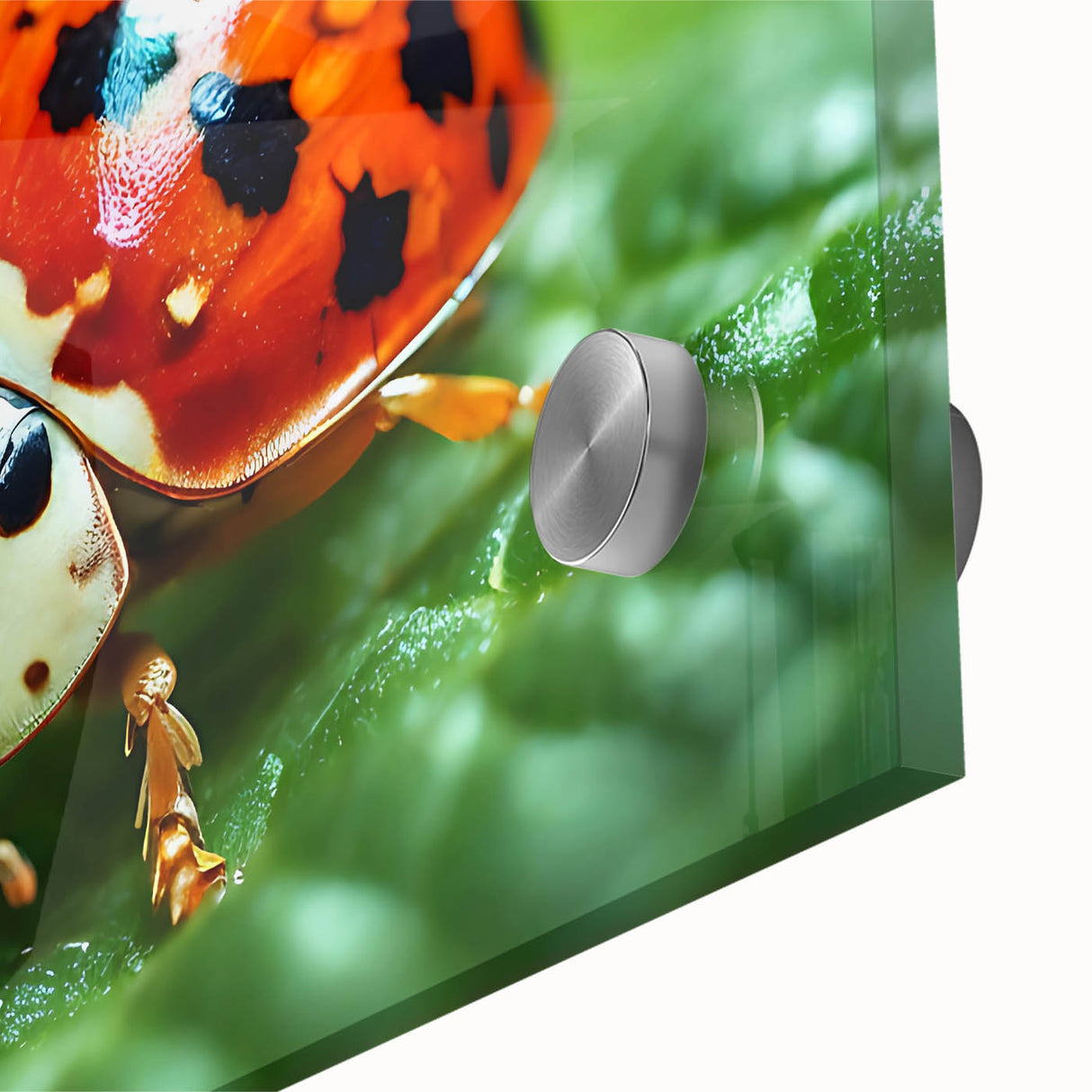 Large abstract wall art featuring a close-up of a bird in mid-century modernist style, with vibrant colors on acrylic glass.