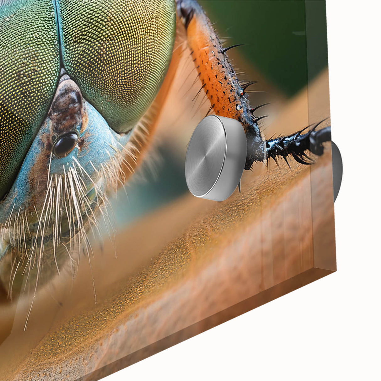 Large abstract wall art featuring a close-up of a bird in mid-century modernist style, with vibrant colors on acrylic glass.