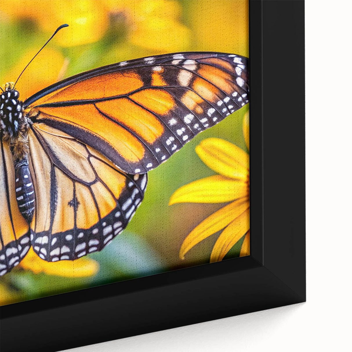 Extra large framed canvas of a black bird with vibrant, textured plumage, ideal for living room decor.