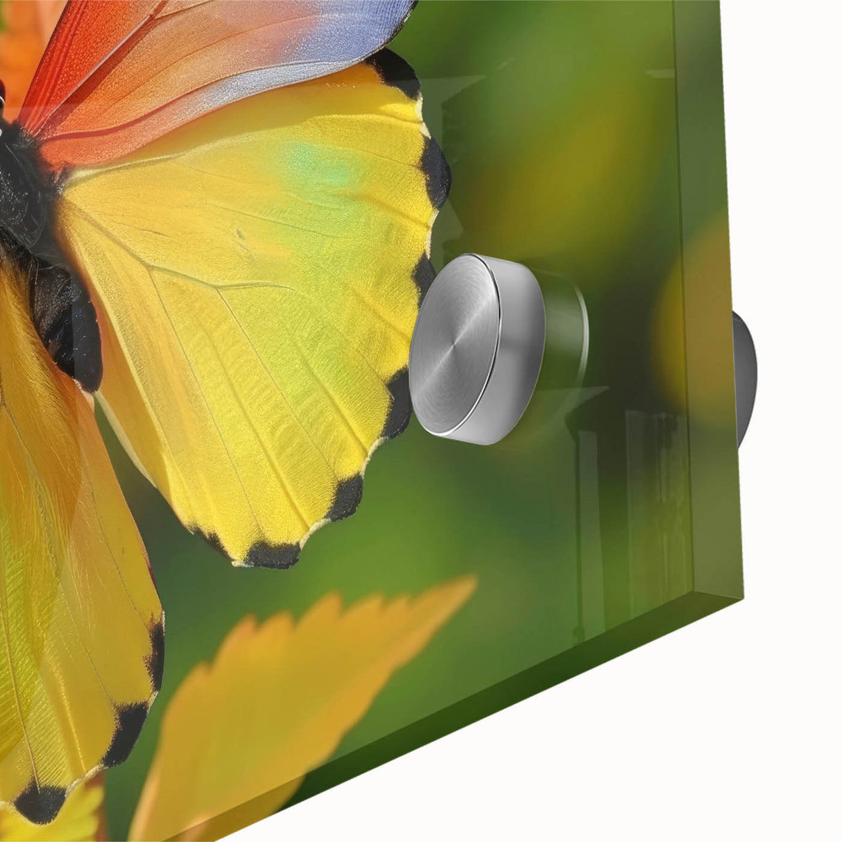 Close-up of a bird in vibrant colors on acrylic glass, ideal for dining room art in a mid-century modernist style.