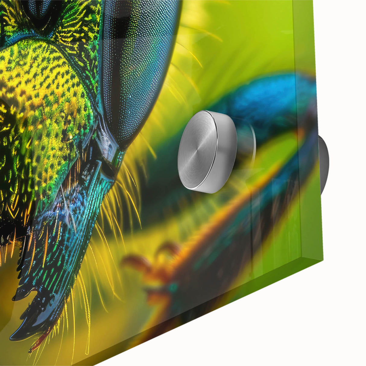 Large abstract wall art featuring a close-up of birds in vibrant hues on acrylic glass, suitable for dining room ambiance.
