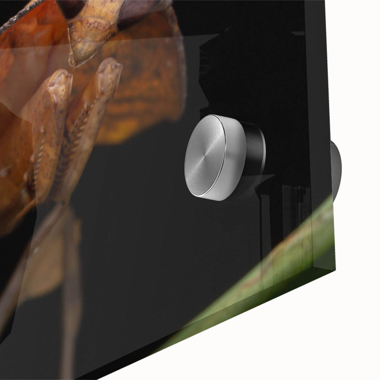 Mid-century modernist acrylic glass print featuring a close-up of a bird, in muted earth tones, ideal for dining room art.