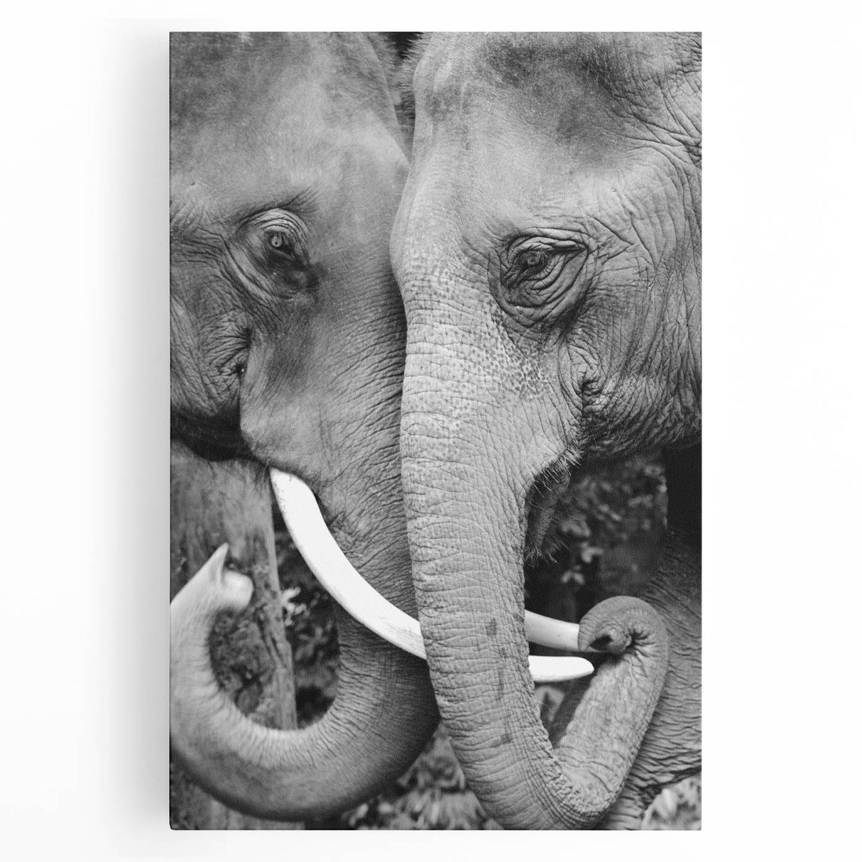 Black and white photo of a close-up bird on stretched canvas, suitable for kitchen wall art.