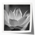 Close-up floral art in soft pastel shades on a rolled canvas, ideal for dining room or bathroom decor.