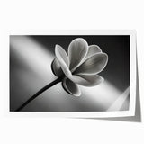 Extra large rolled print of close-up floral design in soft pastel shades, suitable for dining room or bathroom wall art.
