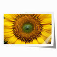 Extra large rolled print of floral art featuring detailed close-ups of flowers in soft pastel shades.