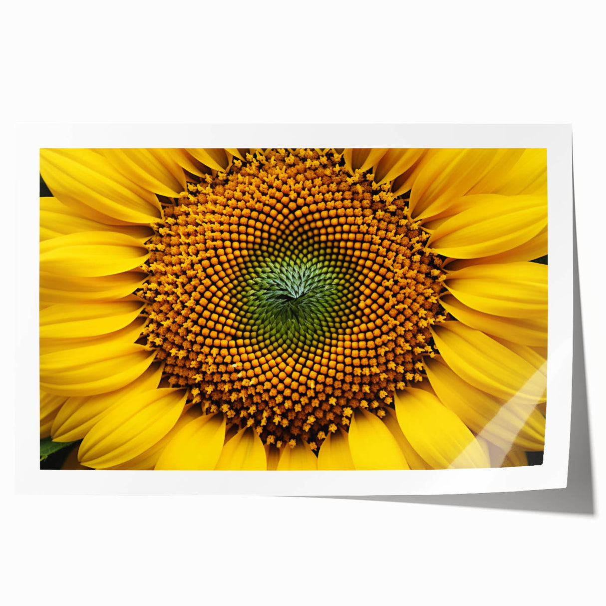 Extra large rolled print of floral art featuring detailed close-ups of flowers in soft pastel shades.