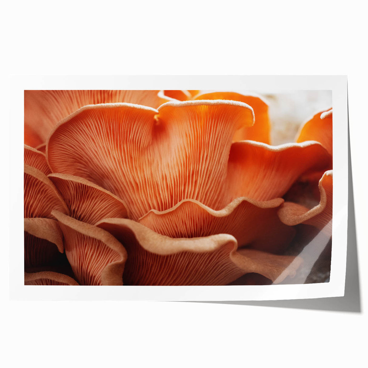 Close-up floral art in soft pastel shades on rolled canvas, ideal for dining room or bathroom wall decor.