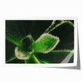 Extra large rolled print of vibrant floral art, ideal for art wall dining room or classy bathroom wall decor.
