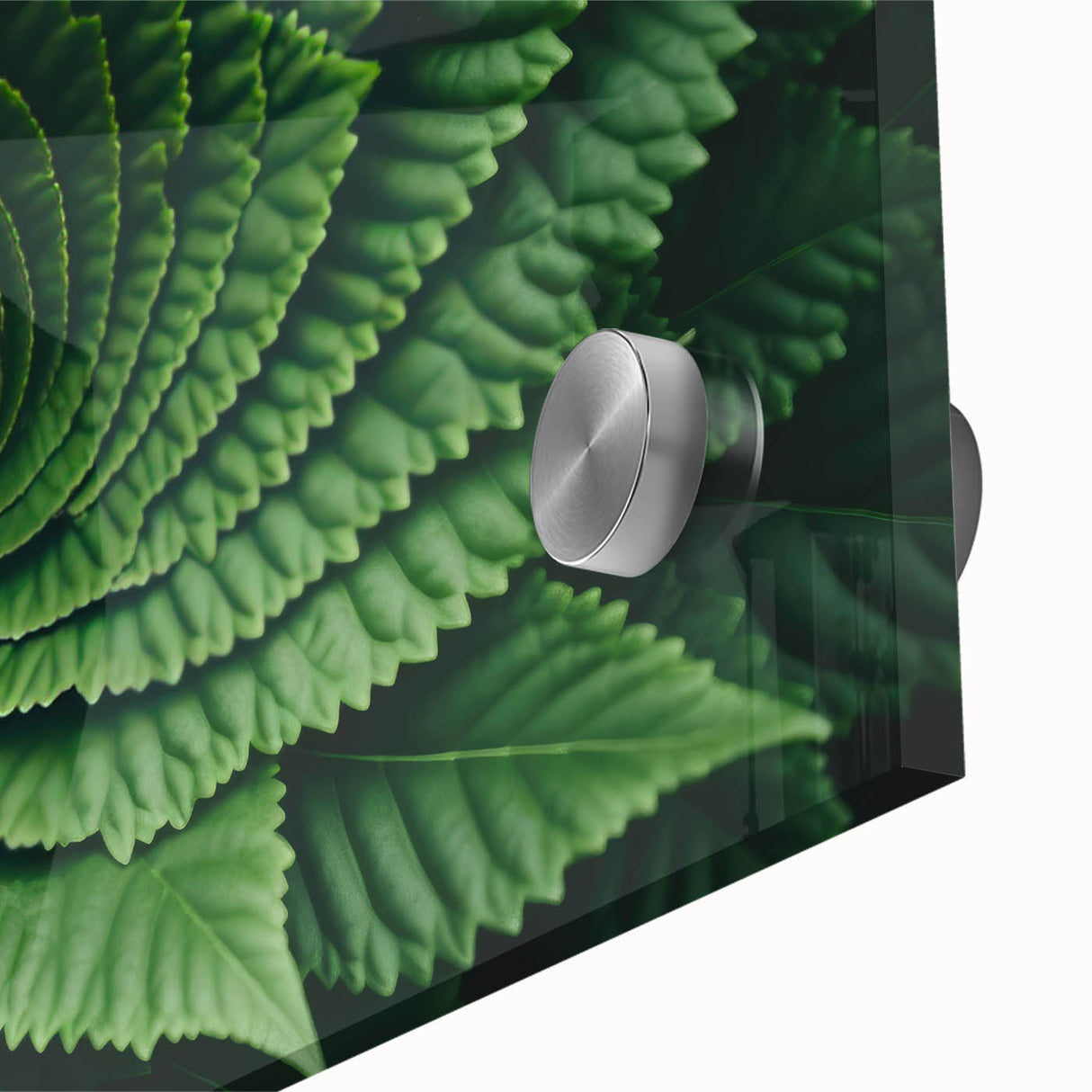Close-up of leaves in muted green tones on acrylic glass, ideal for dining room art in a mid-century modernist style.