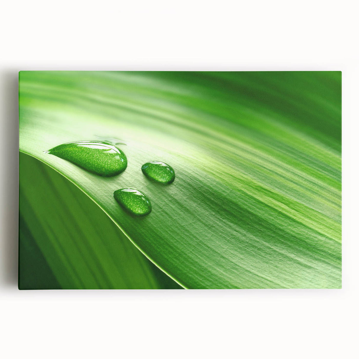 Black and white close-up photo of leaves on a stretched canvas, suitable for kitchen wall art.