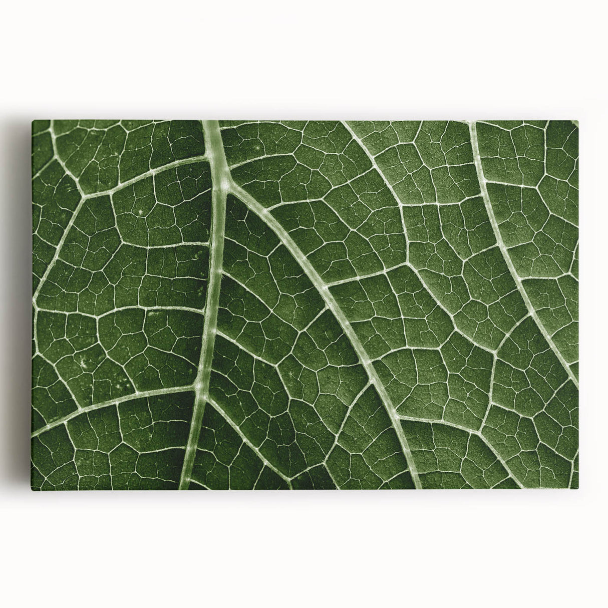 Close-up of leaves in black and white on stretched canvas, ideal for kitchen wall art.