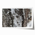 Extra large rolled print of close-up tree bark in natural brown tones, suitable for art wall dining room or bathroom.
