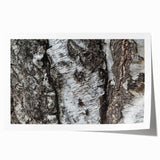 Extra large rolled print of close-up tree bark in natural brown tones, suitable for art wall dining room or bathroom.