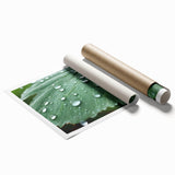 Extra large rolled print of a close-up water droplet on a leaf in muted green and blue tones, suitable for bathroom decor.
